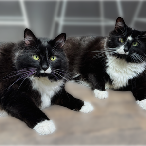 Fundraising Page: Casie Stoffan